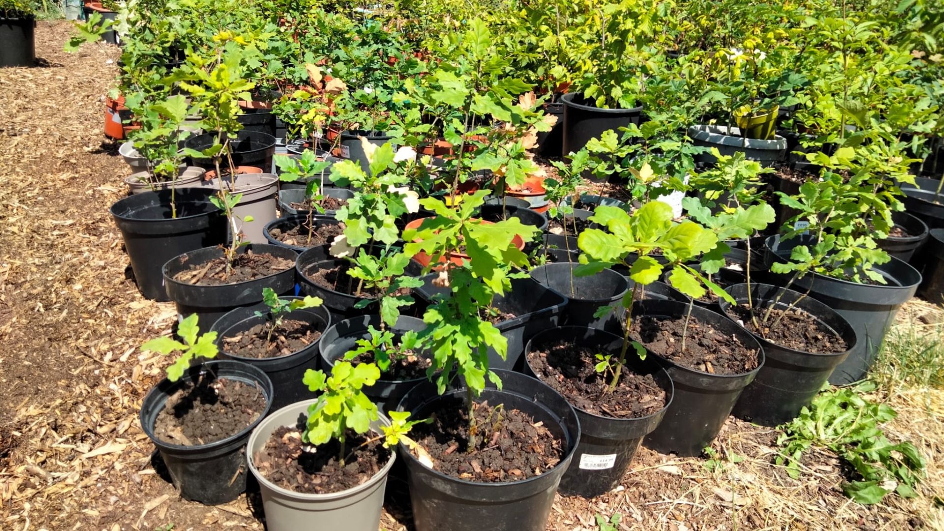 young trees in pots in tree nursery