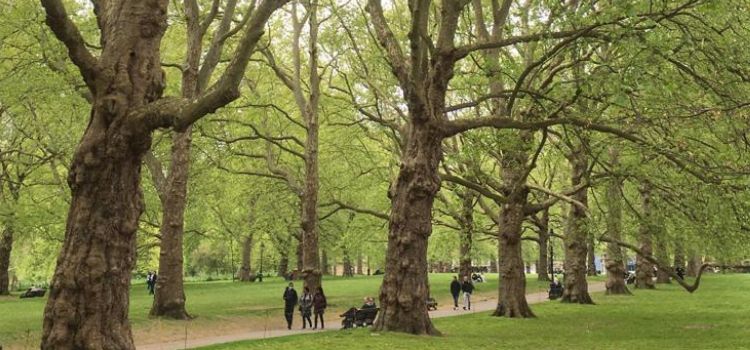 London Plane Trees