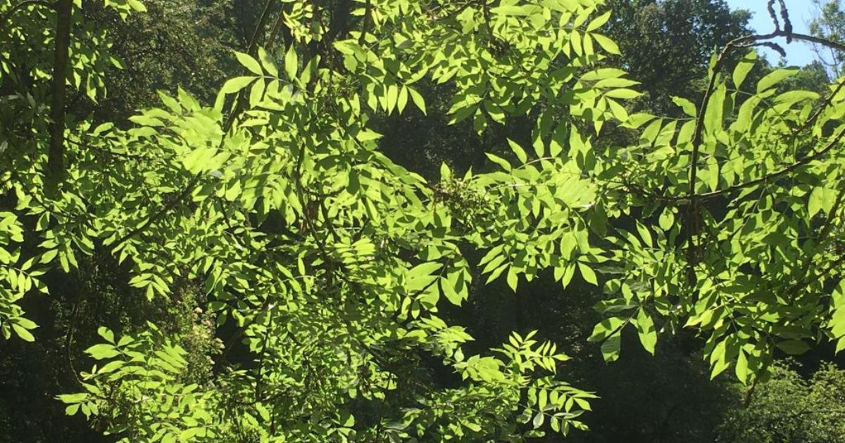 close up of leaves backlit with sunlight