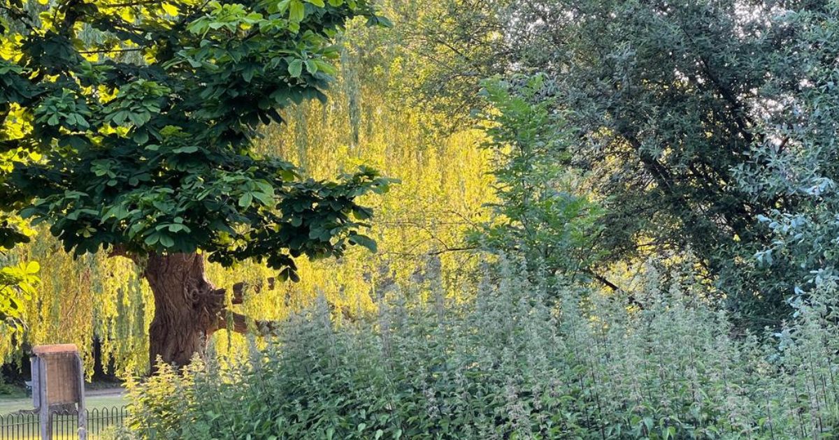picture of trees