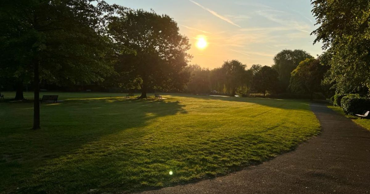 tree standing in park against setting sun