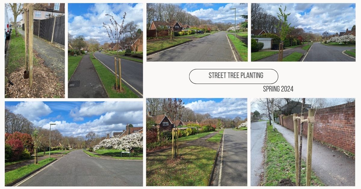 young street trees in epsom